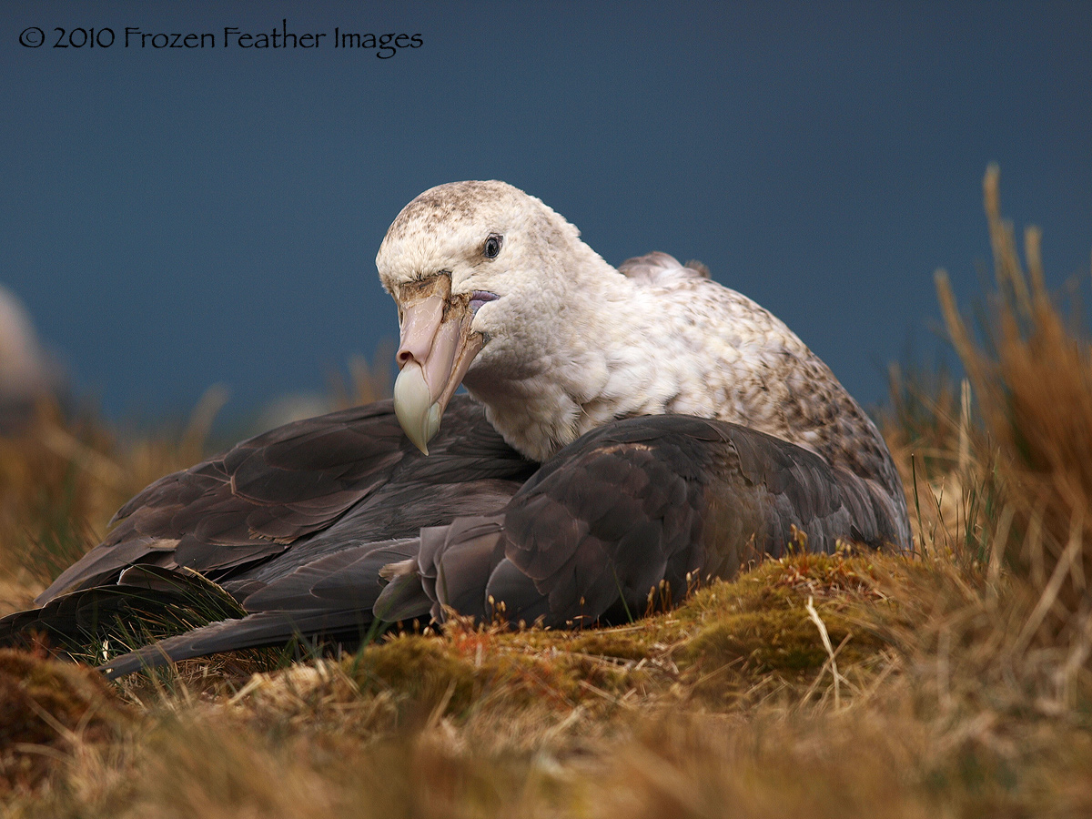 Southern Giant Petrel