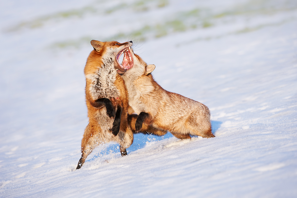 Foxes fighting #3