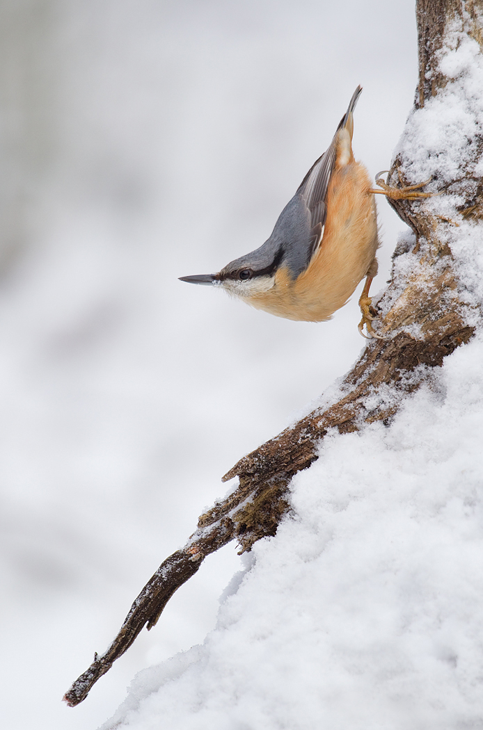 Winter Nuthatch