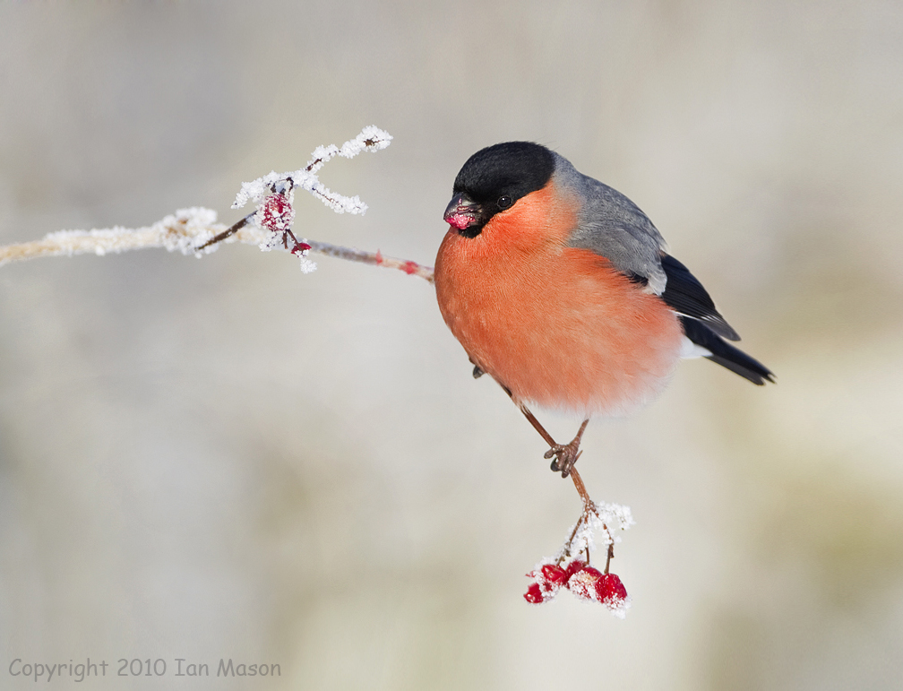 Bullfinch no. 3