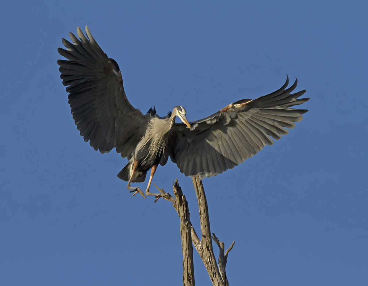 GBH Landing
