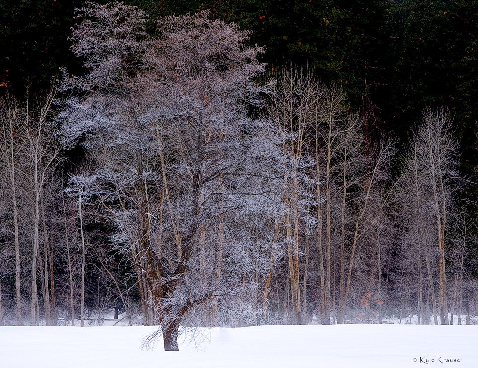 Frosty meadow 