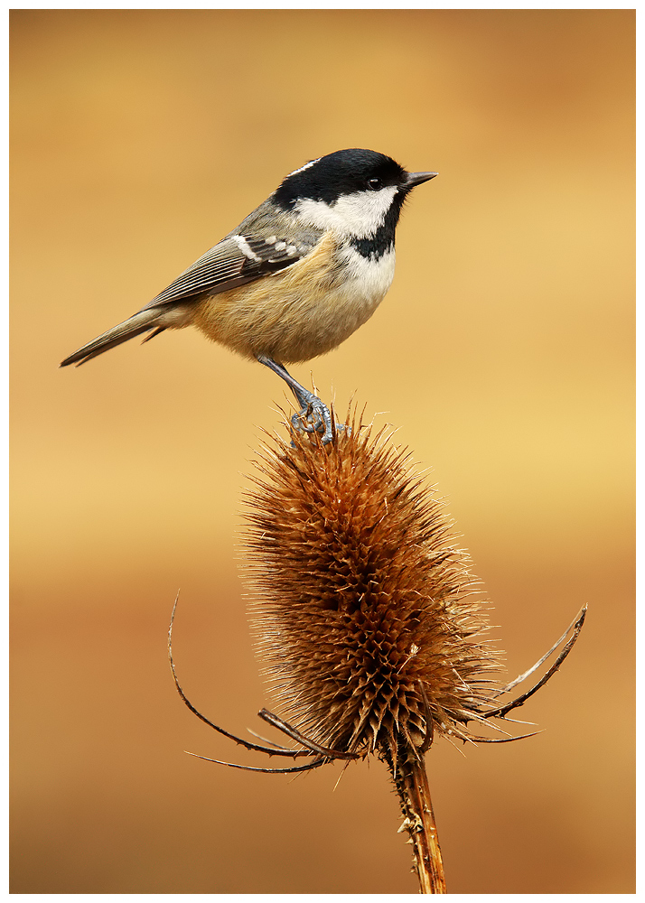 Coal Tit on Teasel