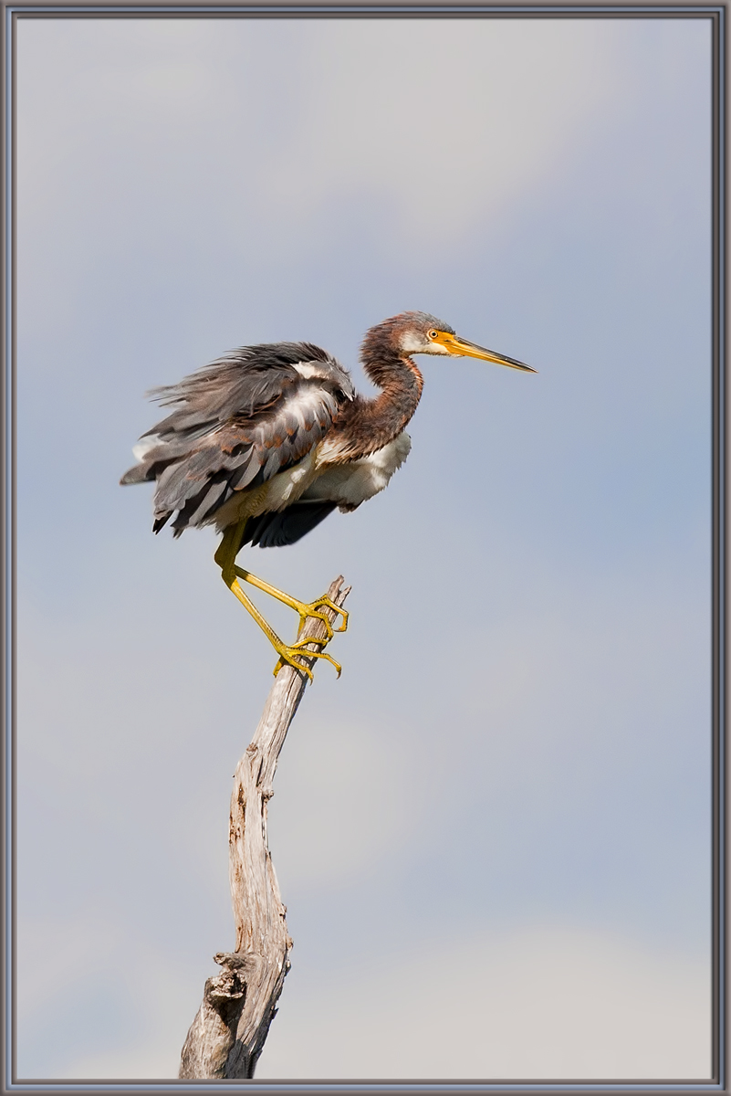Tri-color Heron