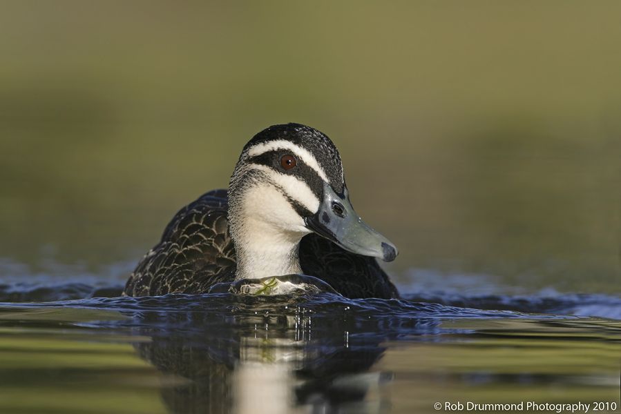 Pacific Black Duck