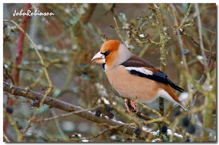 Hawfinch