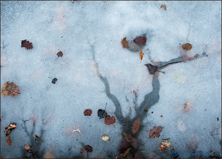 Ice tree
