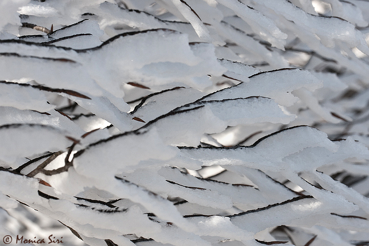 WC #463 - Snowy texture