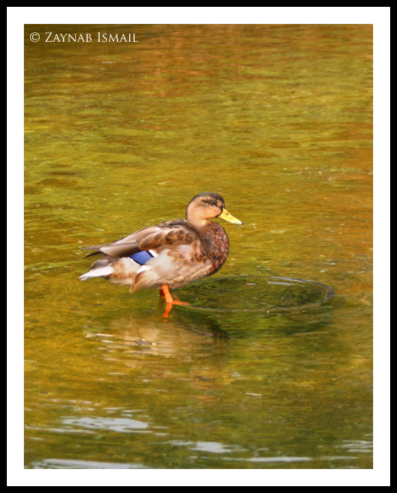 Golden water duck