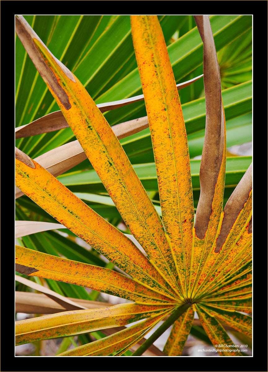 Palmetto Autumn