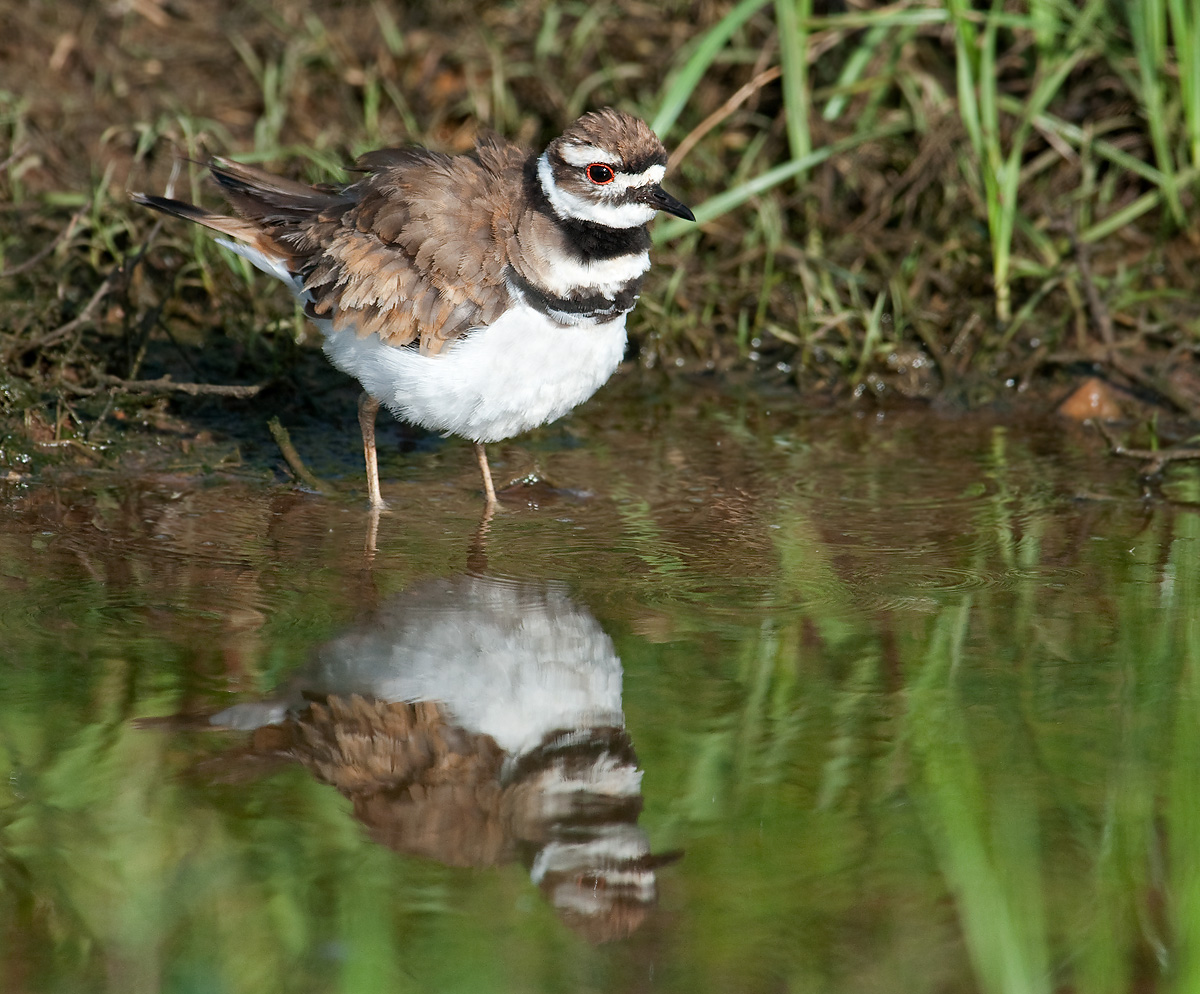 Ruffled Killdeer