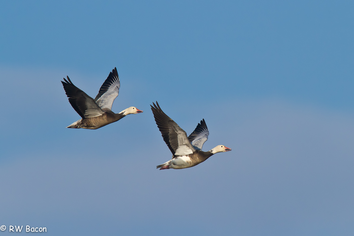Snow Geese Symmetry