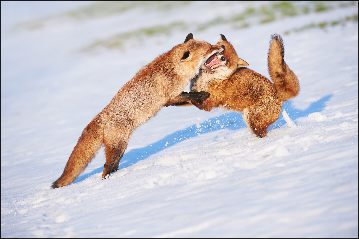 Fighting foxes #4
