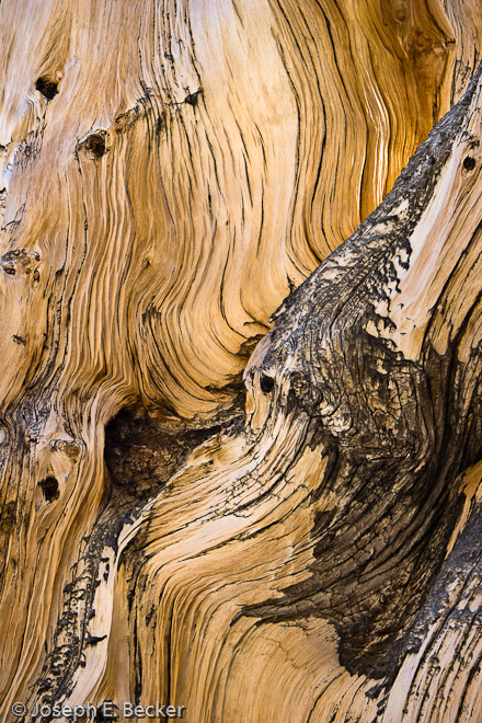 WC463 Ancient Wood