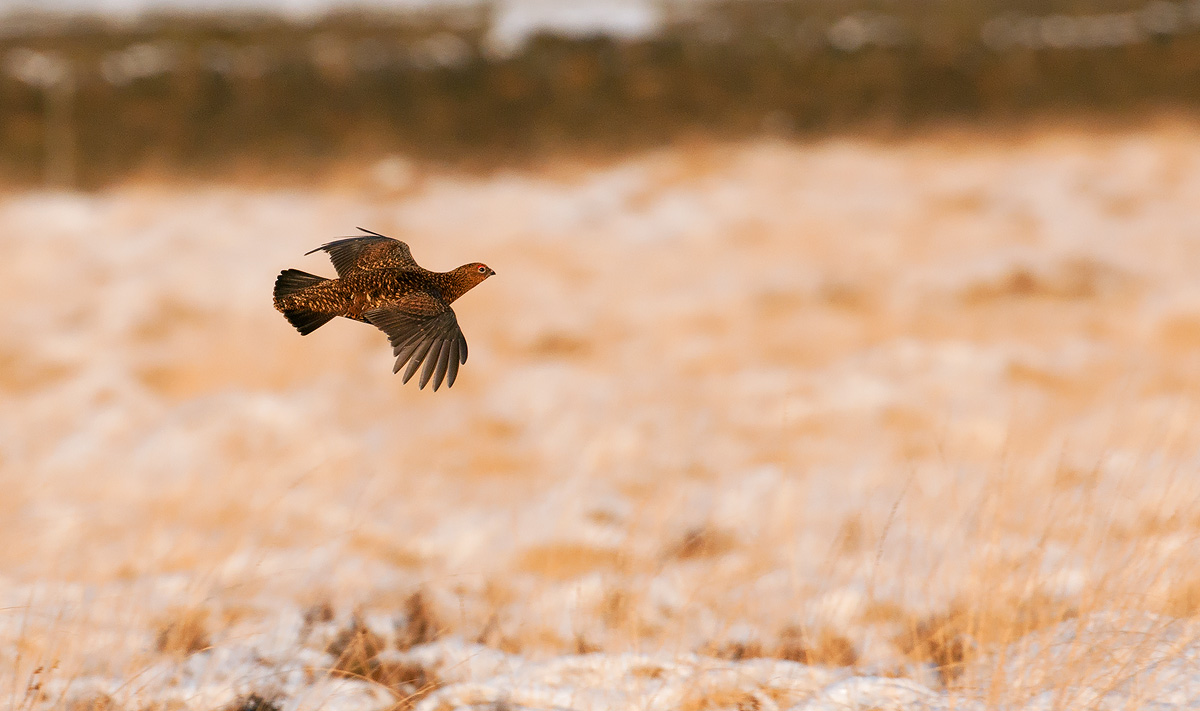 Red Grouse