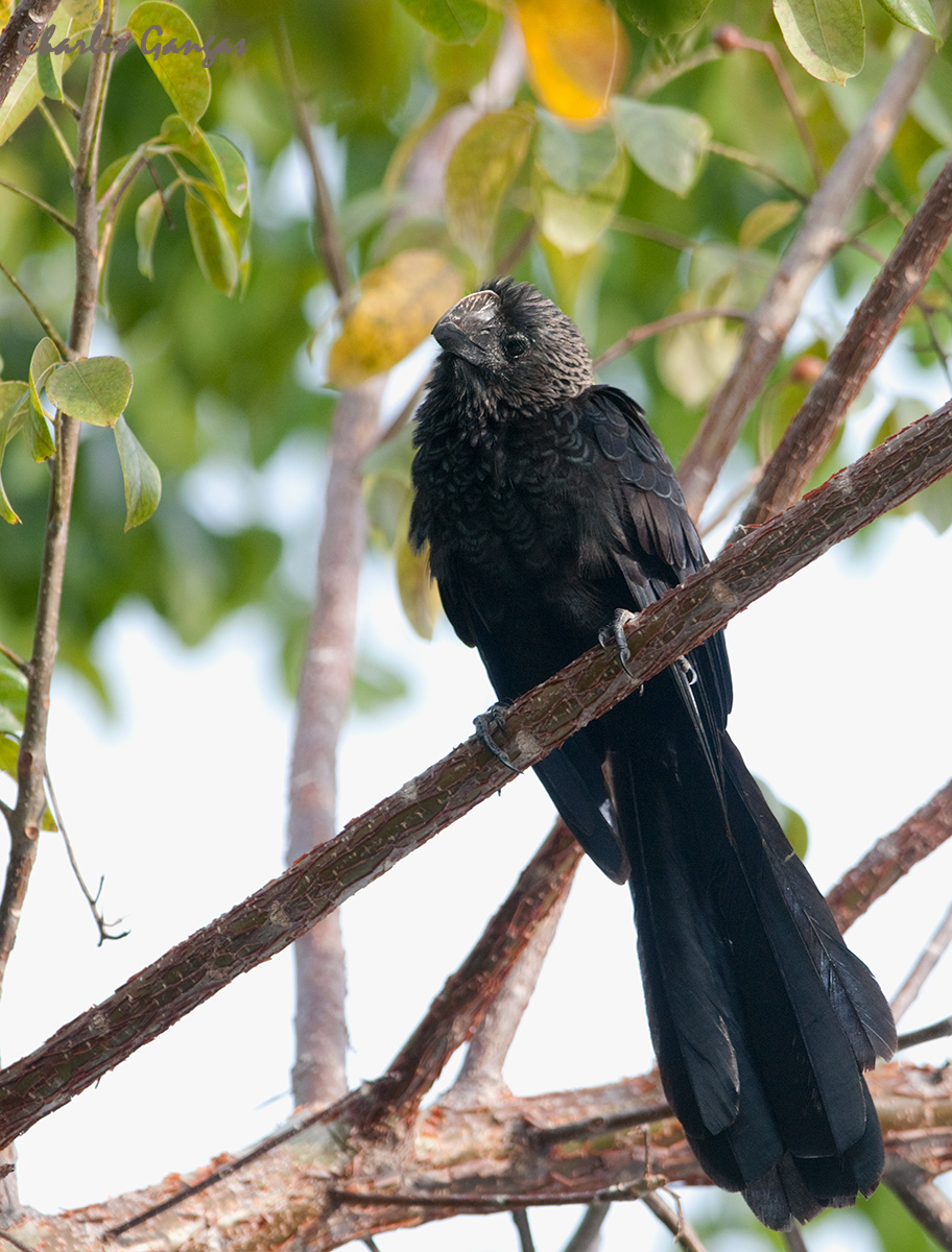 Smooth-billed Ani