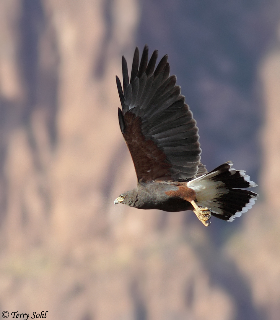 Harris's Hawk