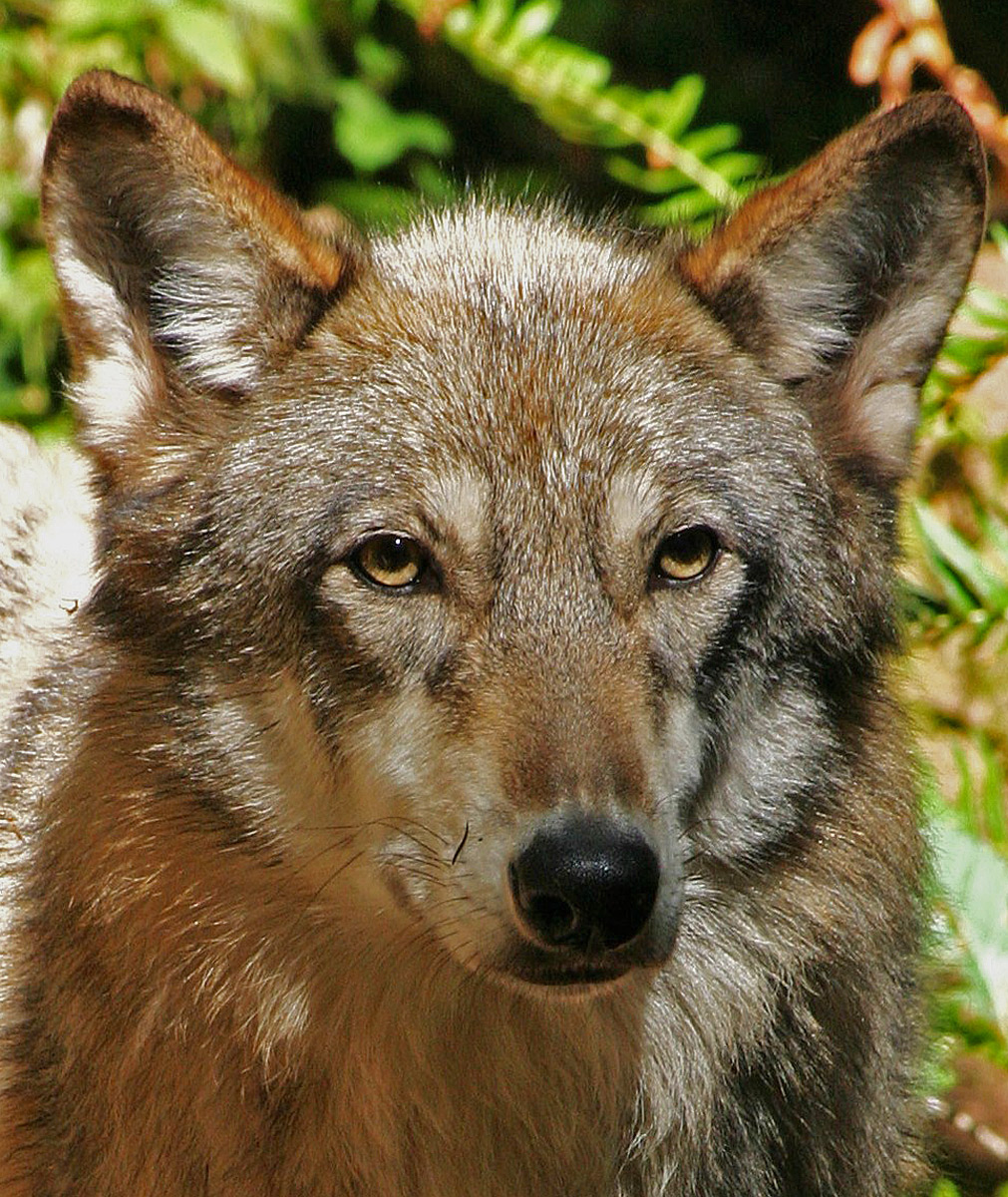 Grey Wolf (C)
