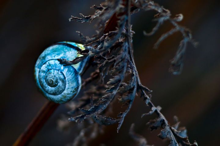 Blue Snail