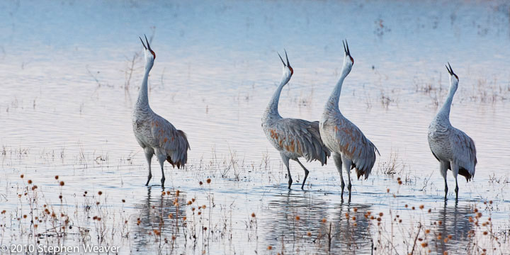 Calling Cranes