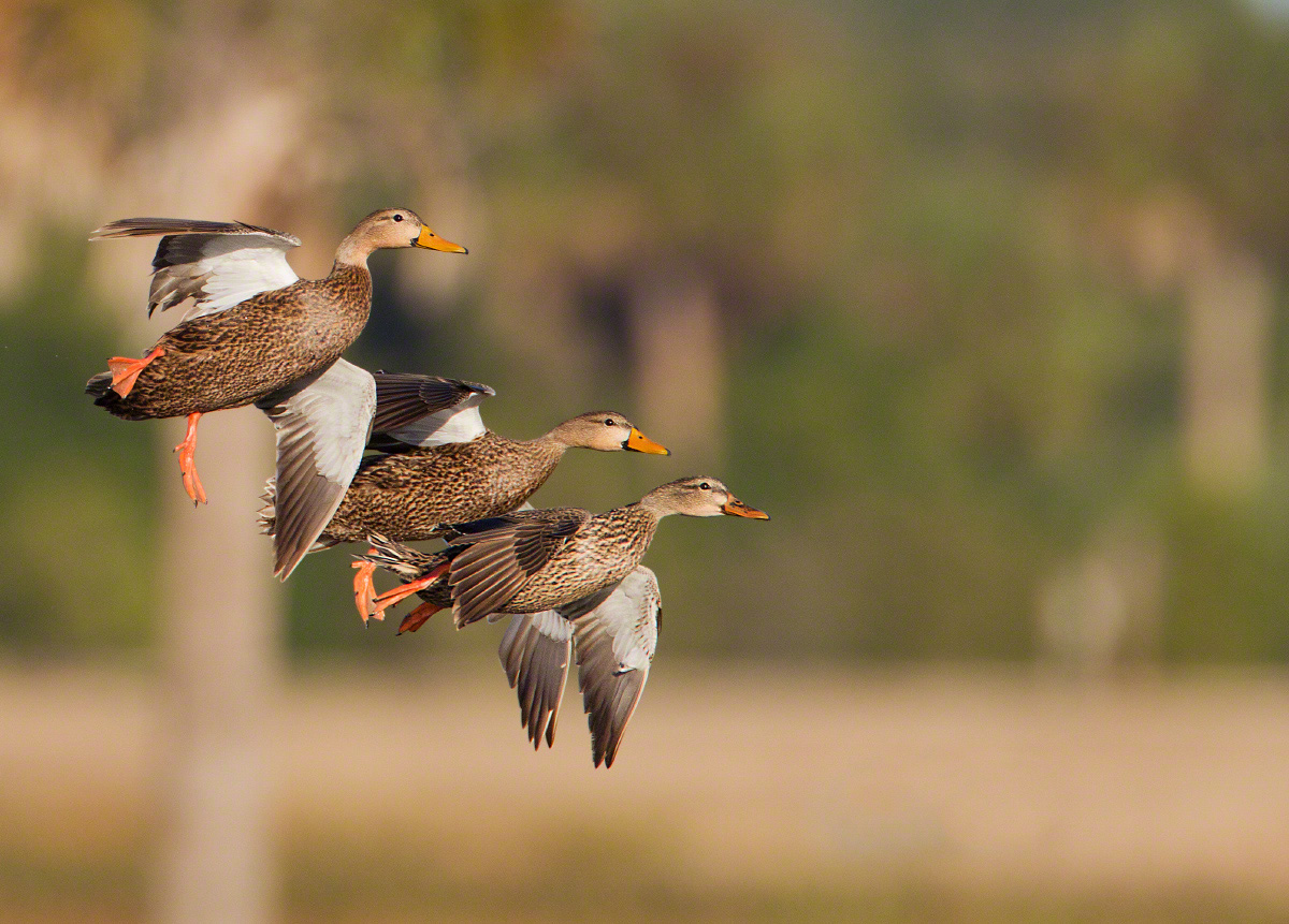 Mottled ducks