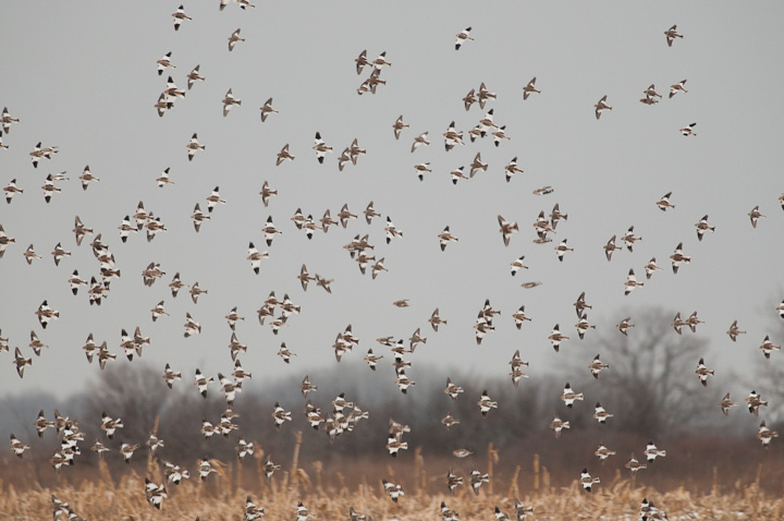 Snow Buntings