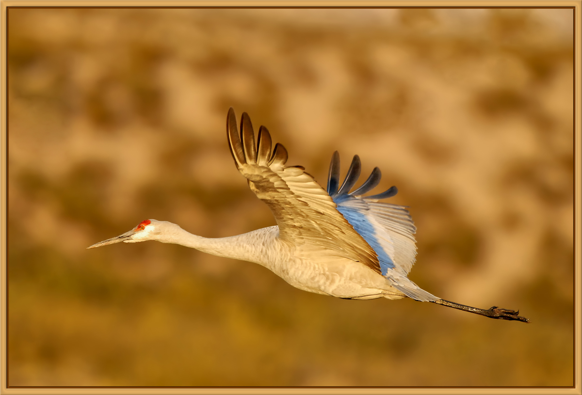 Sandhill 27