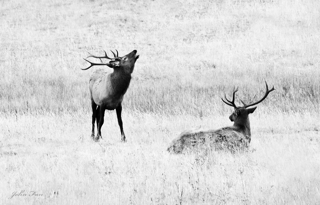 Fight for Dominance