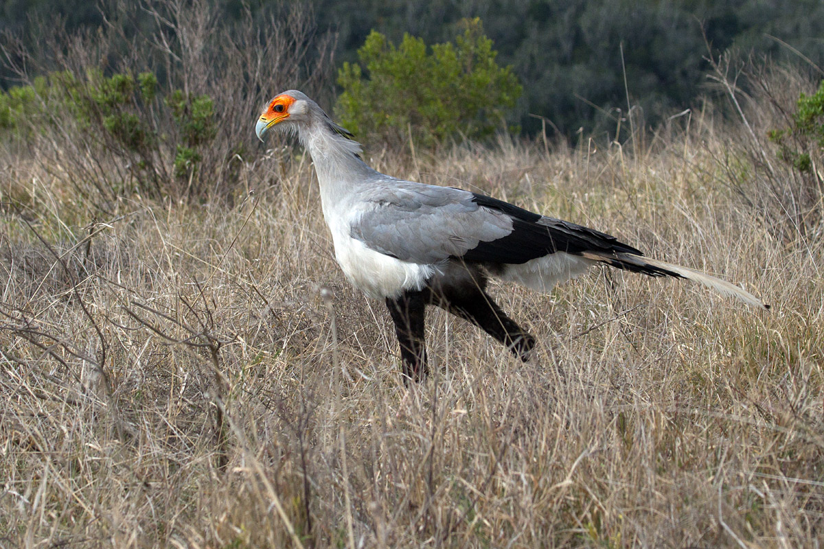 Secretary Bird