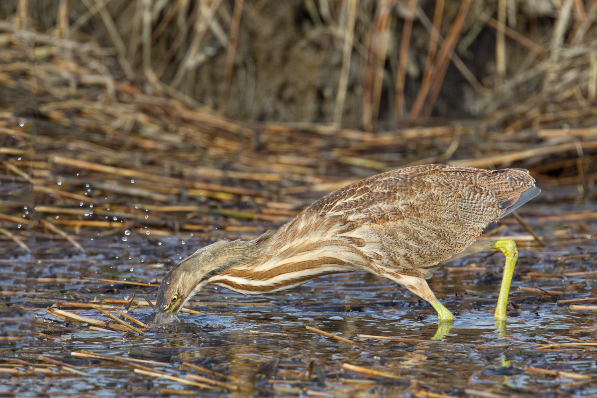 Bittern Hunting