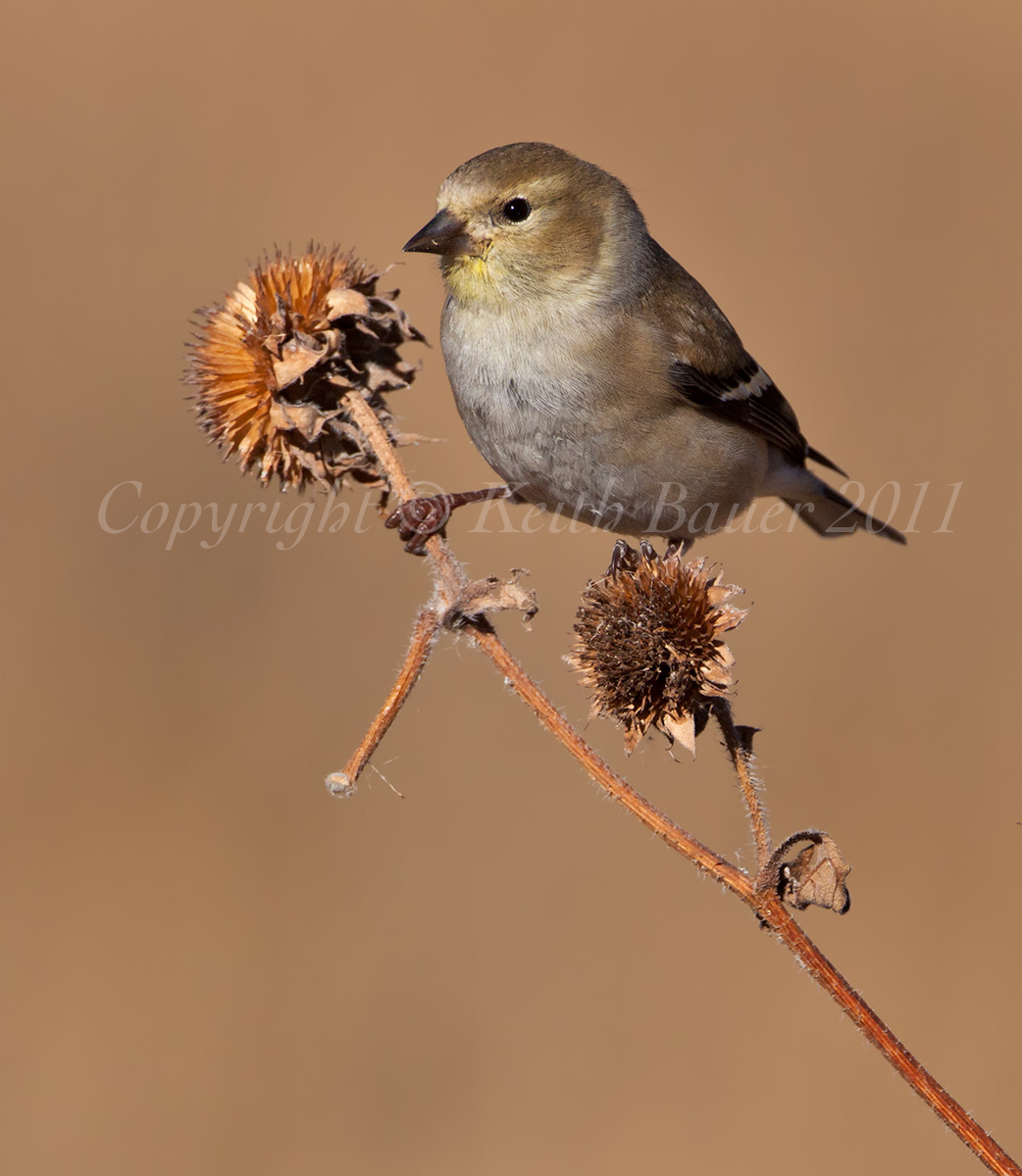 American GoldFinch