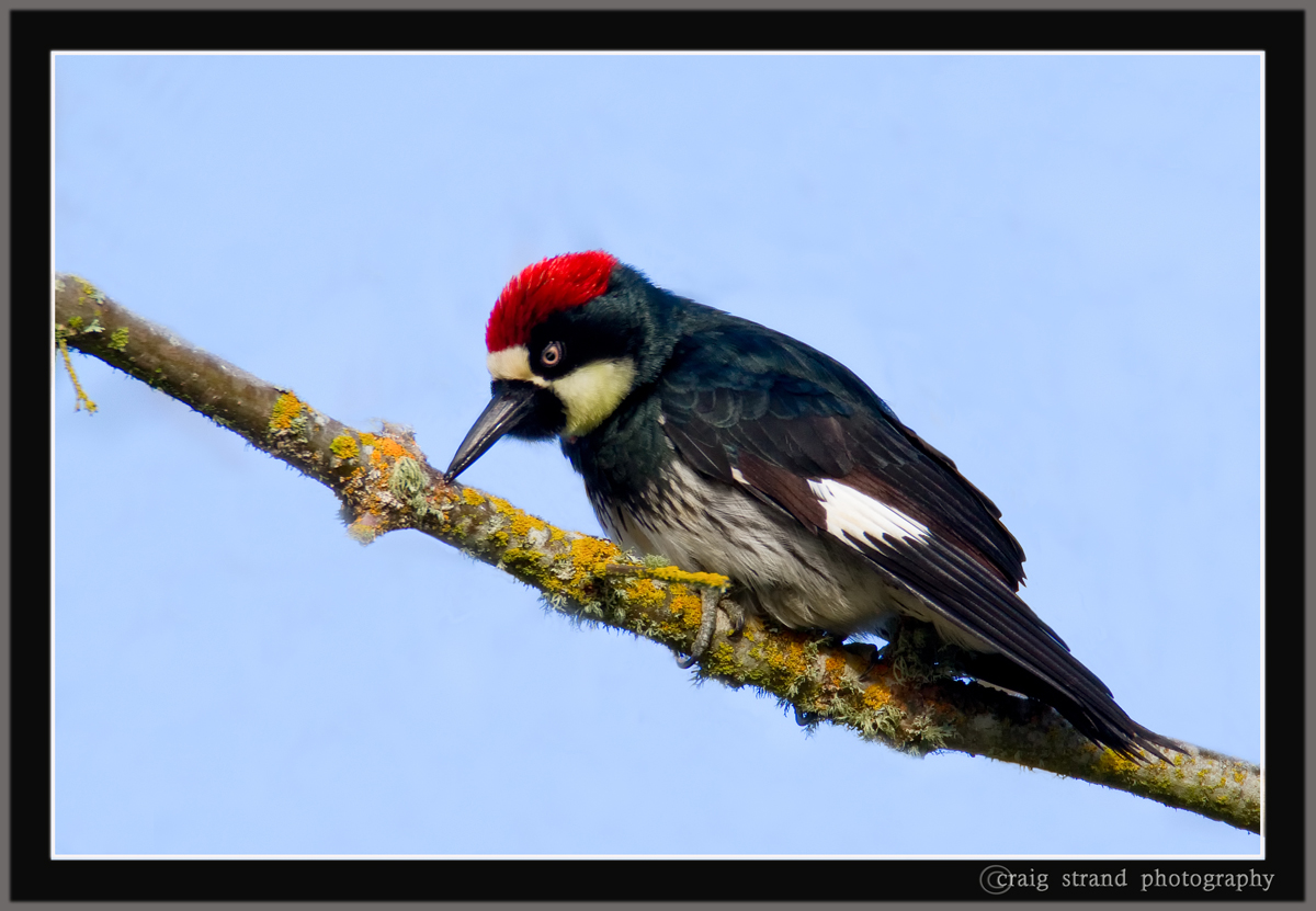 Acorn Woodpecker w/repost