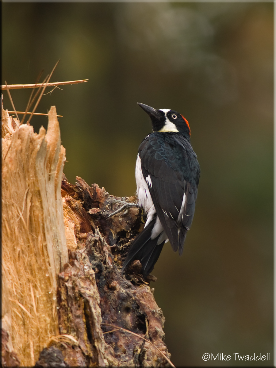 Acorn Woodpecker
