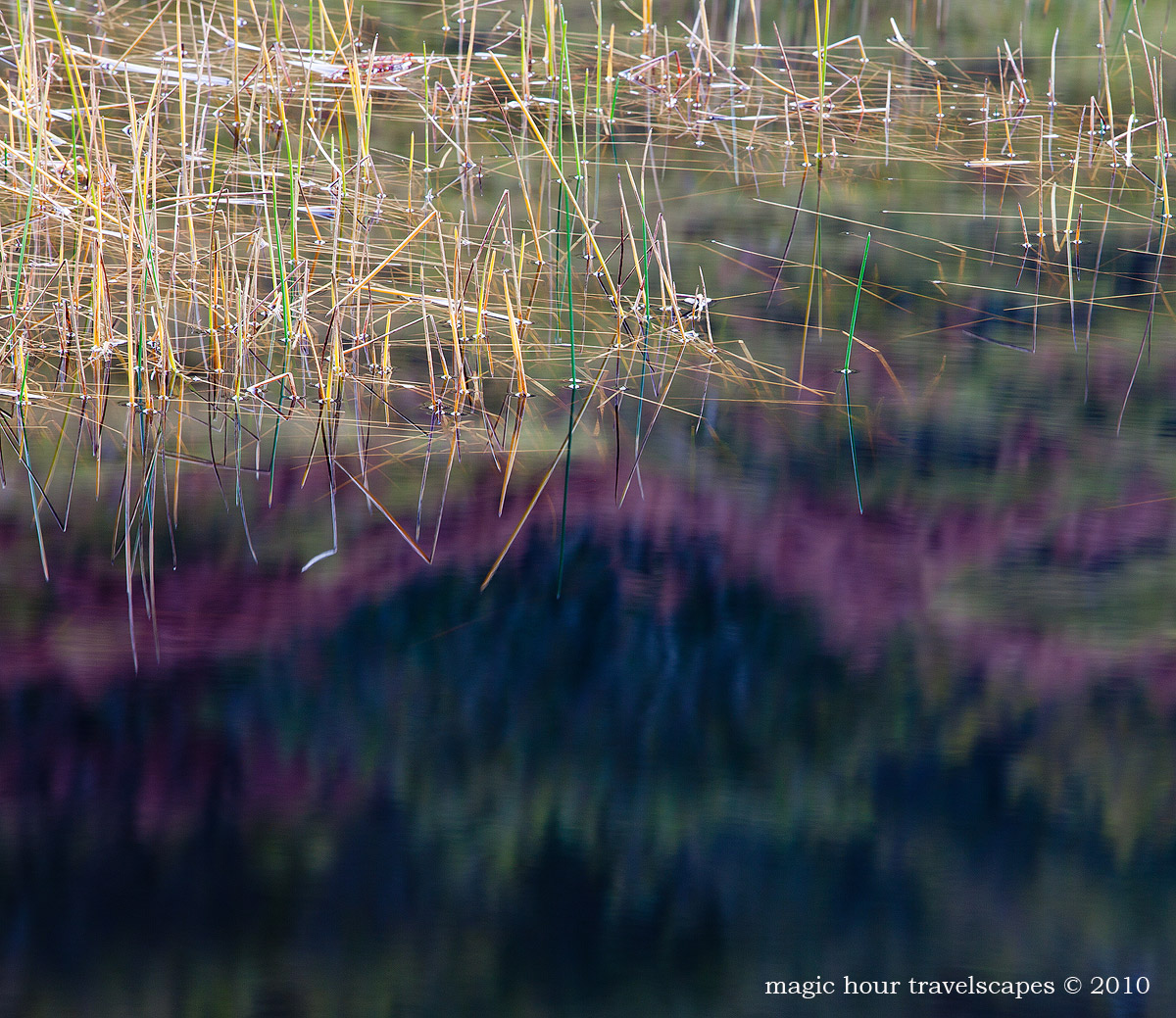 Lilac Pool