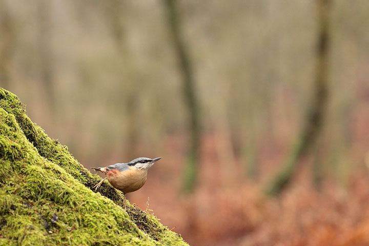 woodland nuthatch