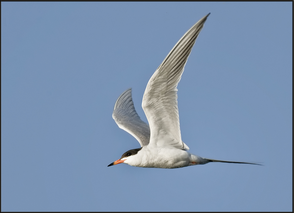Tern