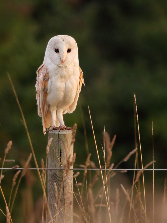 Barn Owl