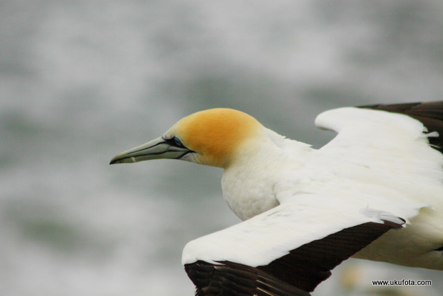 Gannet Face