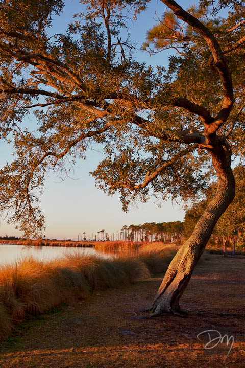 Bent Oak