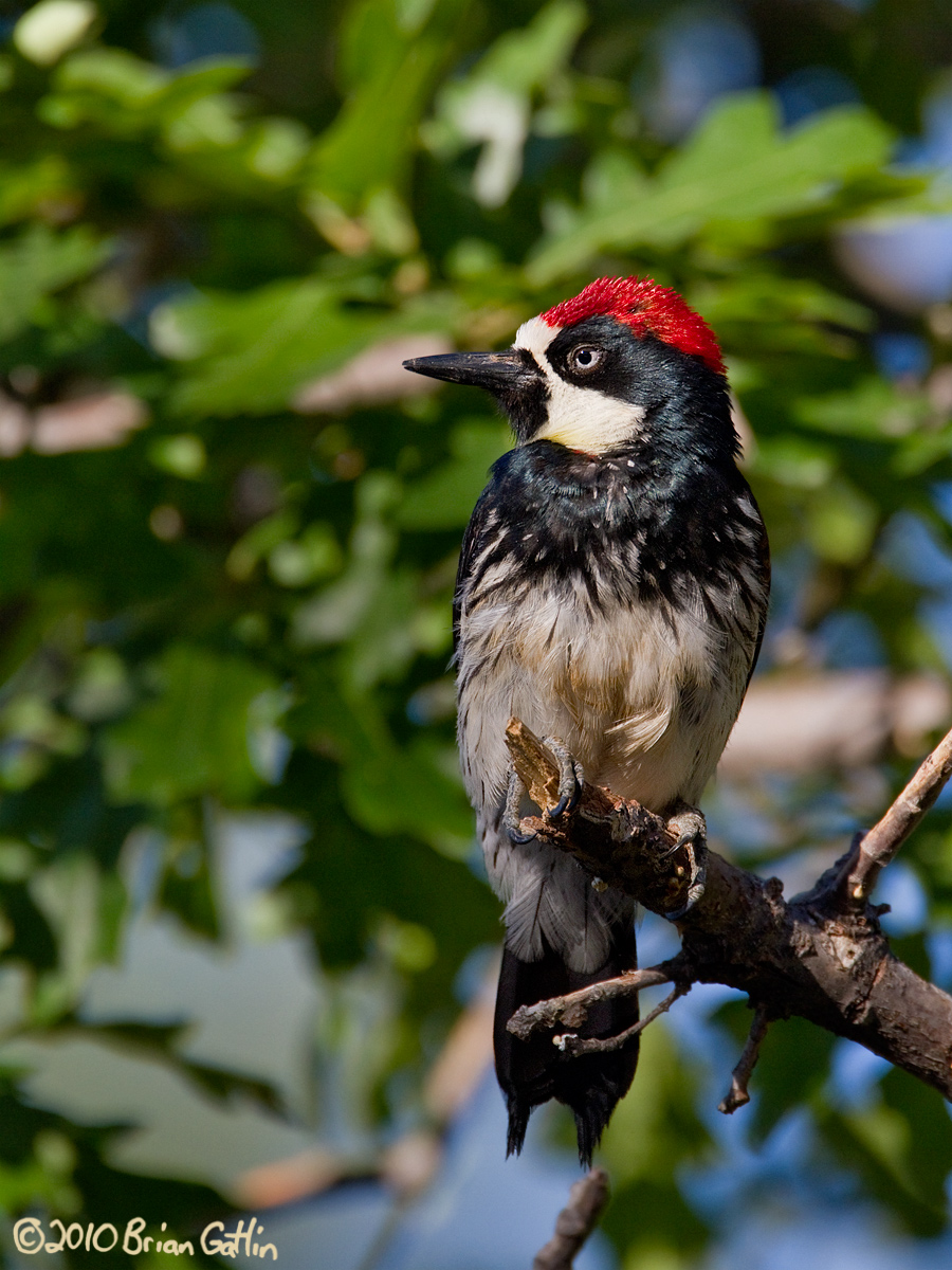 Acorn Woodpecker