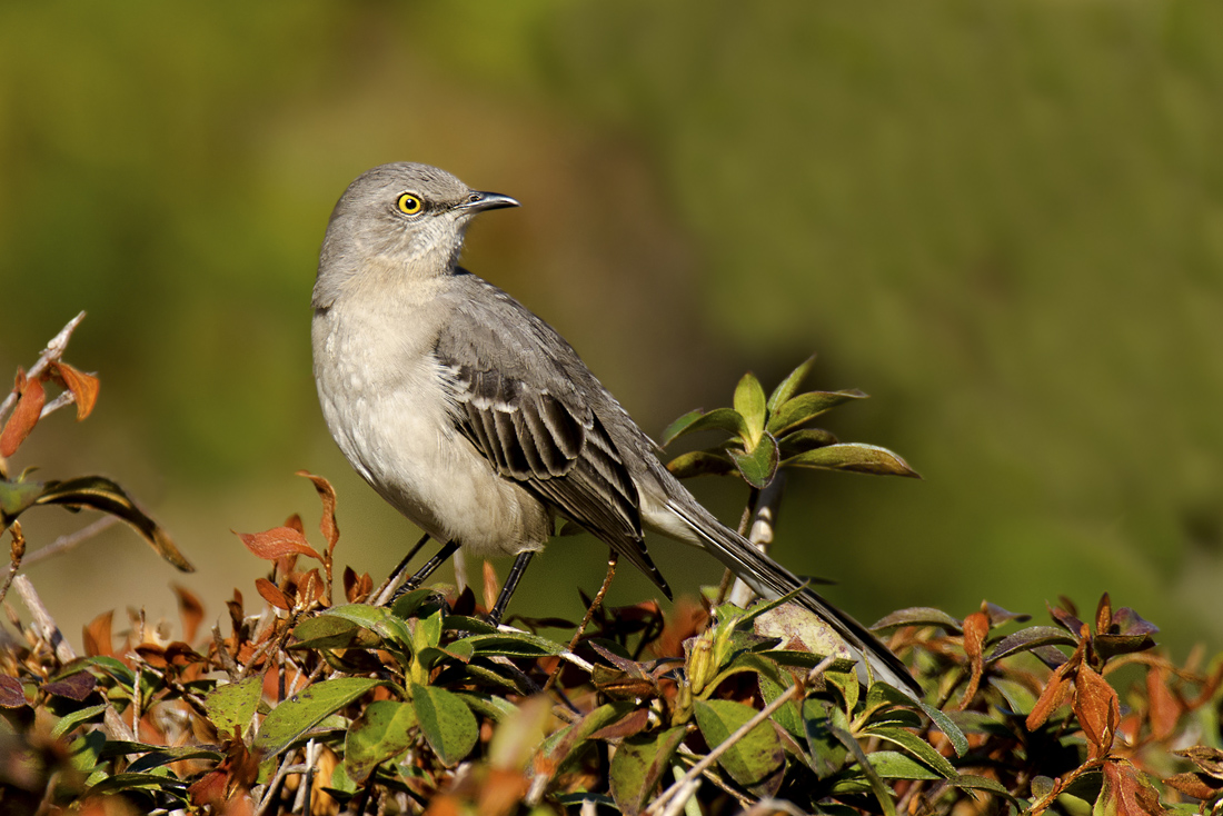 Mockingbird