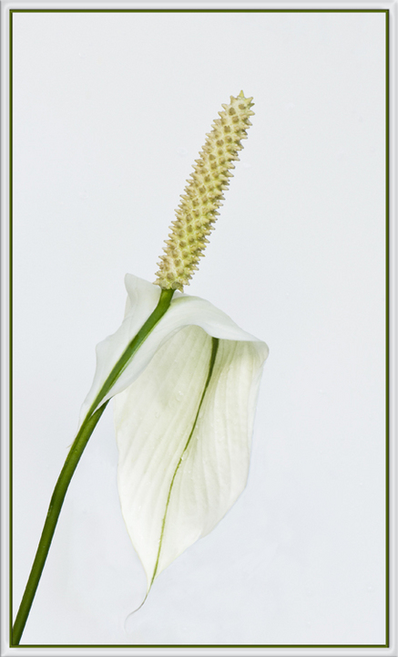 Calla 7
