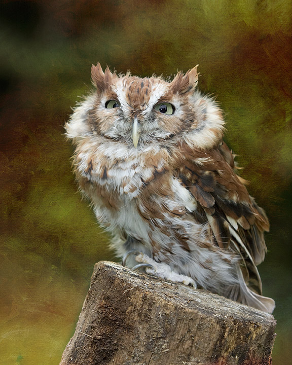 Screech Owl