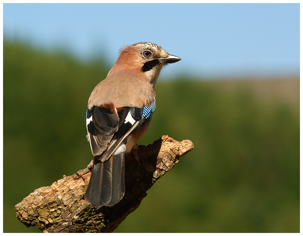 Jay