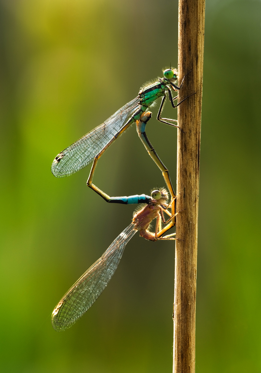 Blue Tailed Damselflies