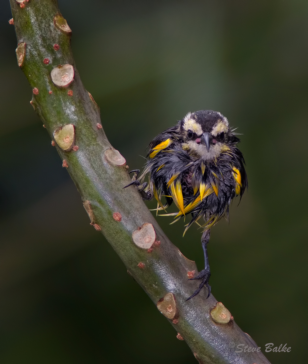Wet Bananaquit+2Reposts