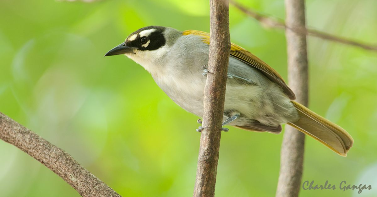 Palm Tanager