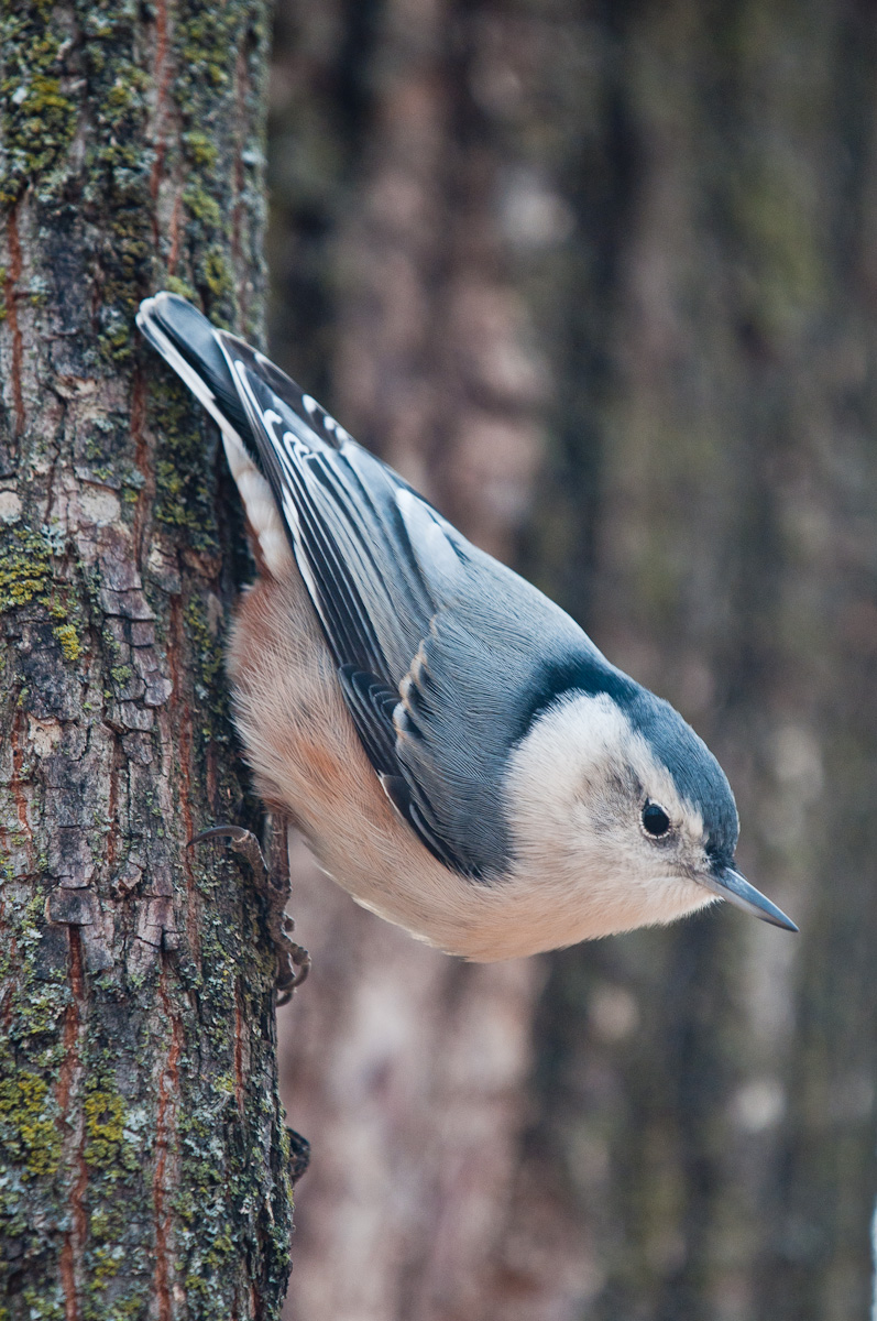 White-breasted Nuthatch