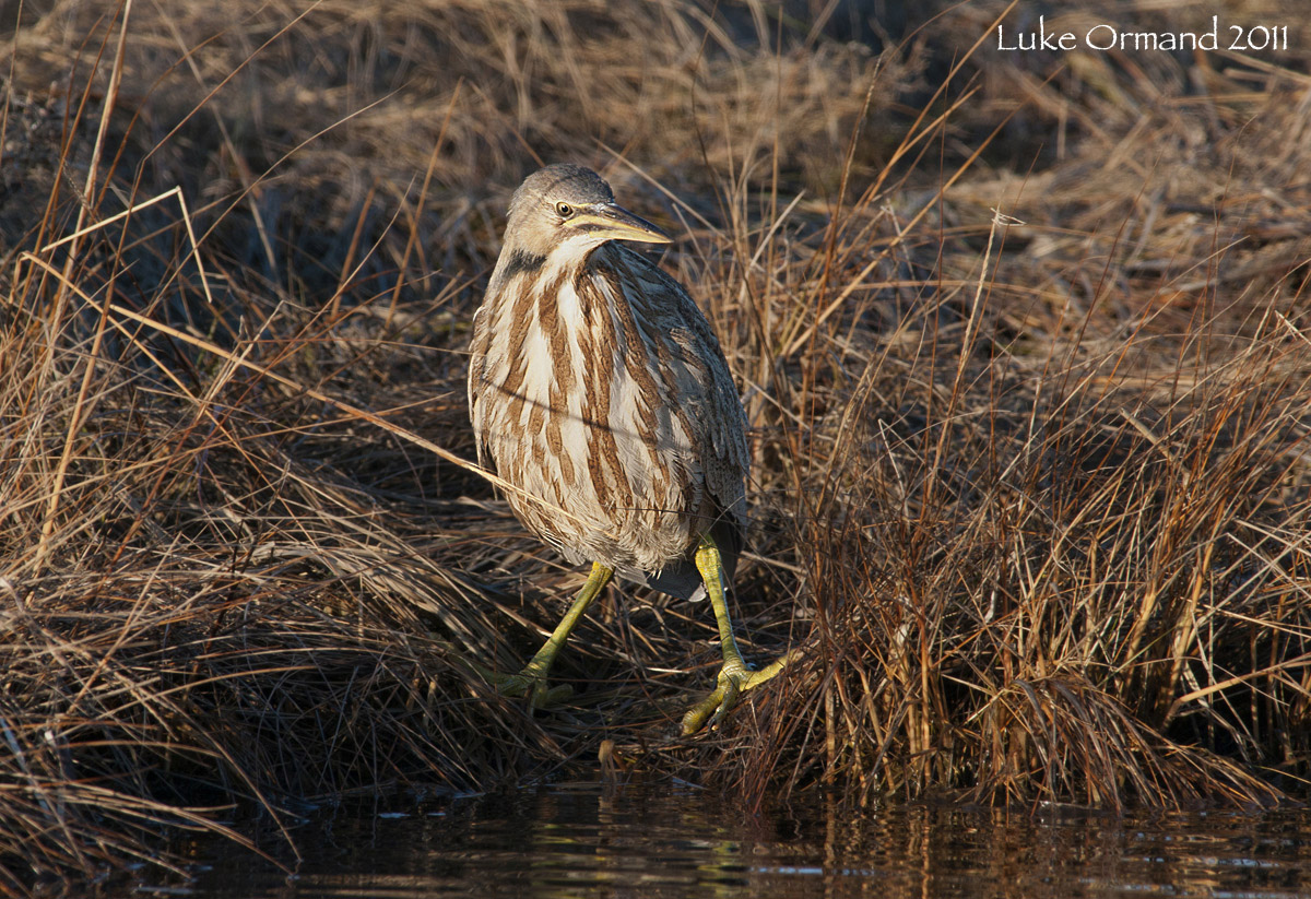 American Bittern