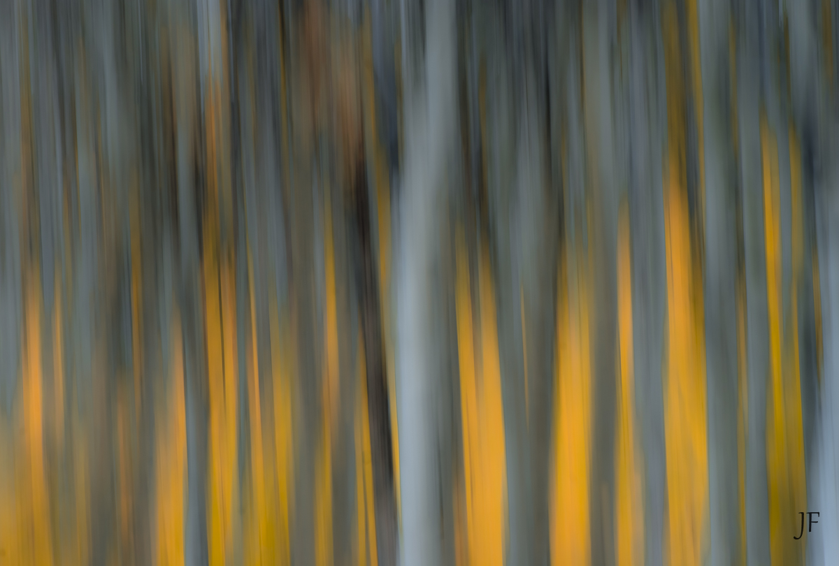 Spirit of the Trees